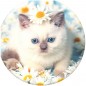 PopSockets PopTop Gen.2, Purr-fect Flower, koťátko v kopretinách, výměnný vršek