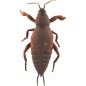 Gekon antistresový natahovací silikon 18cm