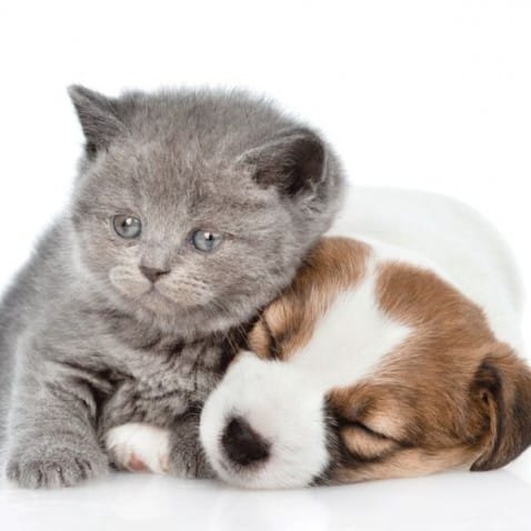 Povlak na polštář Puppy and Kitten