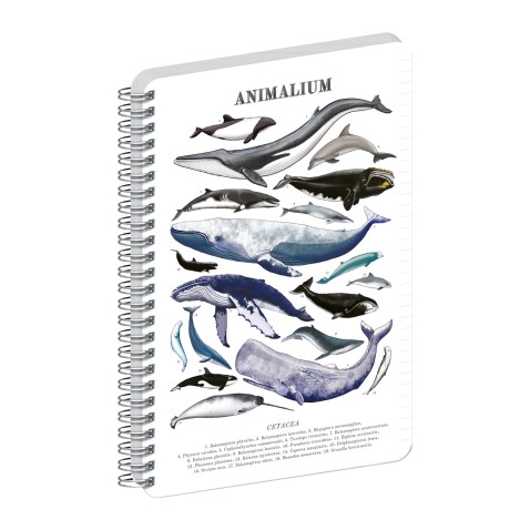 NOTIQUE Spirálový blok Animalium – Pod mořem, linkovaný, A5