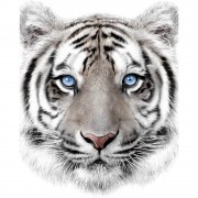 Deka Bílý tygr